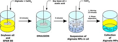 Morphological and Rheological Guided Design for the Microencapsulation Process of Lactobacillus paracasei CBA L74 in Calcium Alginate Microspheres